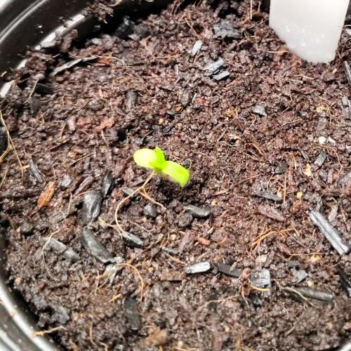 Backseat Preacher - 7 East Genetics. Week 0