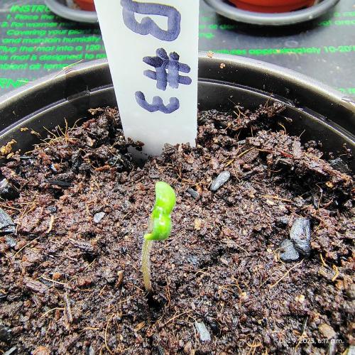 Blueberry Bastard F4 - 7 East Genetics. Week 0