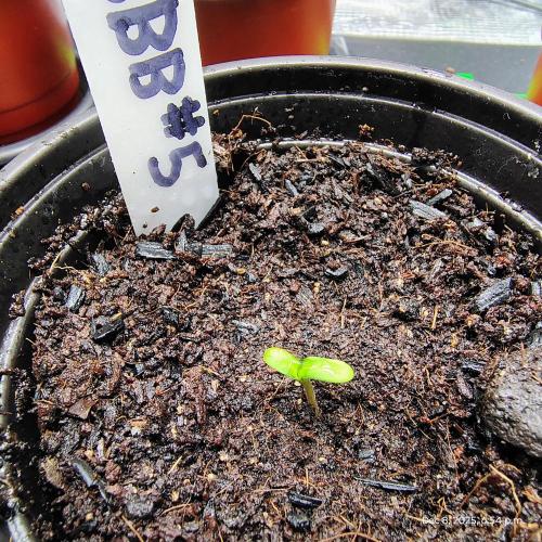 Blueberry Bastard F4 - 7 East Genetics. Week 0