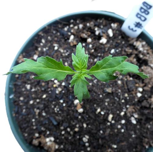 Blueberry Bastard F4 - 7 East Genetics. Week 1