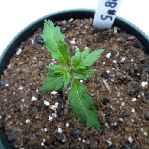 Blueberry Bastard F4 - 7 East Genetics. Week 1