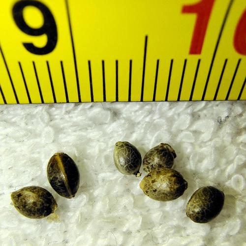 Blueberry Bastard F4 - 7 East Genetics. Week 0 - super tiny 2-3mm