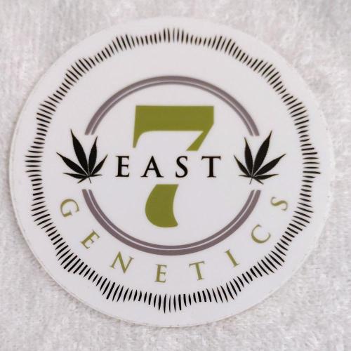 CBD Dragon F3 #4 - 7 East Genetics. Week 0