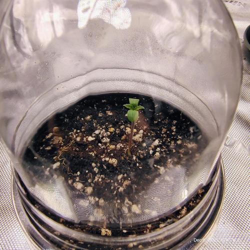 CBD Dragon F3 #4 - 7 East Genetics. Week 0