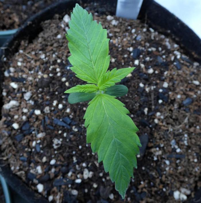 CBD Dragon F3 #4 - 7 East Genetics. Week 1