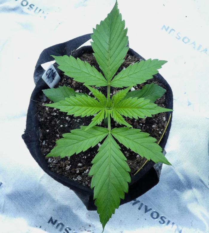 CBD Dragon F3 #4 - 7 East Genetics. Week 2