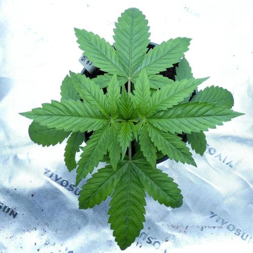 Backseat Preacher - 7 East Genetics. Week 3