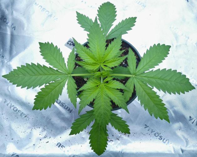 CBD Dragon F3 #2 - 7 East Genetics. Week 3