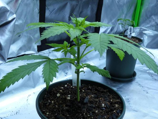 CBD Dragon F3 #2 - 7 East Genetics. Week 3