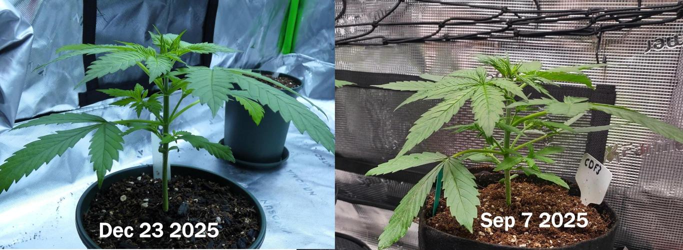 CBD Dragon F3 #2 - 7 East Genetics. Week 3 - Same shape and size, leaf rub smell is less hubba bubba and more like berries.