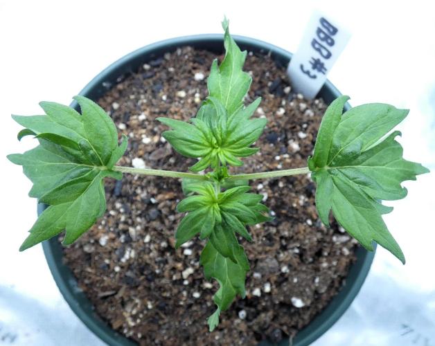 Blueberry Bastard F4 - 7 East Genetics. Week 2