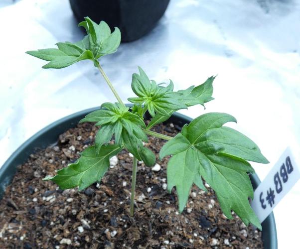 Blueberry Bastard F4 - 7 East Genetics. Week 2