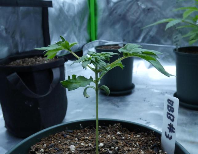 Blueberry Bastard F4 - 7 East Genetics. Week 2