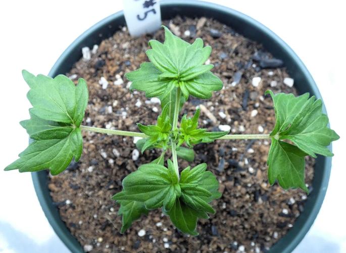 Blueberry Bastard F4 - 7 East Genetics. Week 2