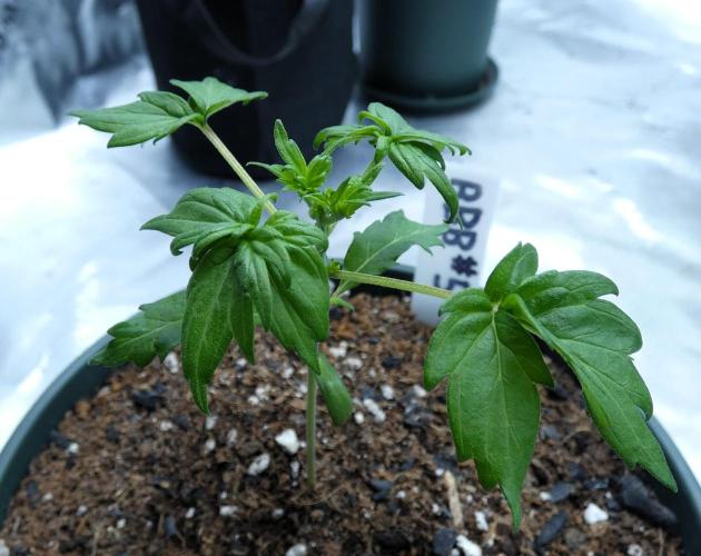 Blueberry Bastard F4 - 7 East Genetics. Week 2