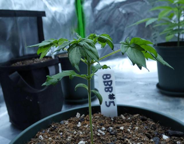 Blueberry Bastard F4 - 7 East Genetics. Week 2