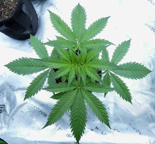 Wyrm Whiskers F1 Test. Week 4