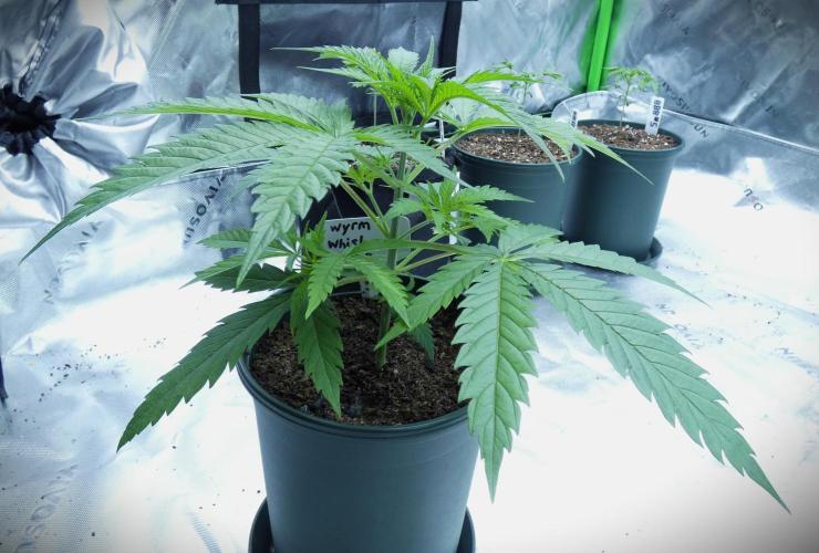 Wyrm Whiskers F1 Test. Week 4