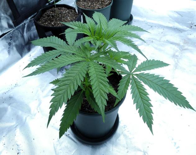 Wyrm Whiskers F1 Test. Week 4