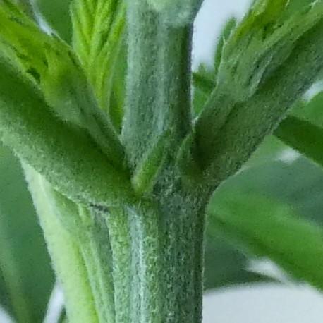 Wyrm Whiskers F1 Test. Week 4