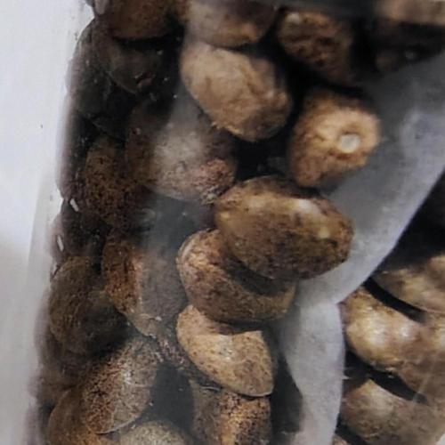 Perfumigate F1 Test. Week 0