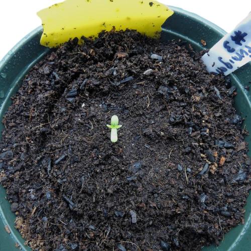 Perfumigate F1 Test. Week 0