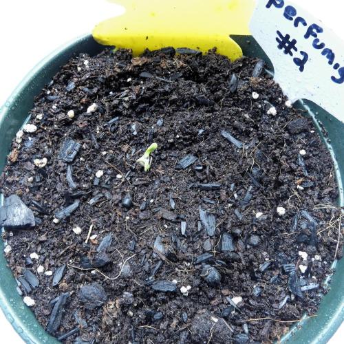 Perfumigate F1 Test. Week 0