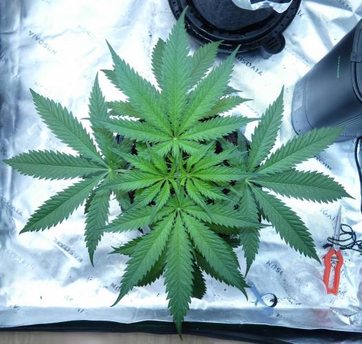 Wyrm Whiskers F1 Test. Week 5