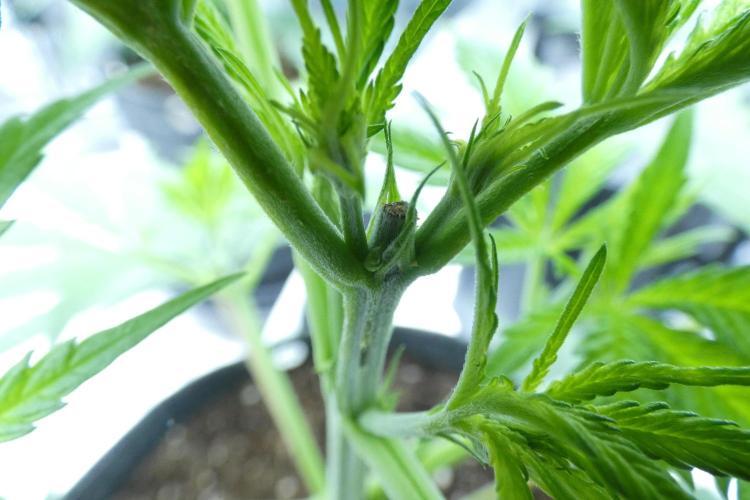 Wyrm Whiskers F1 Test. Week 5