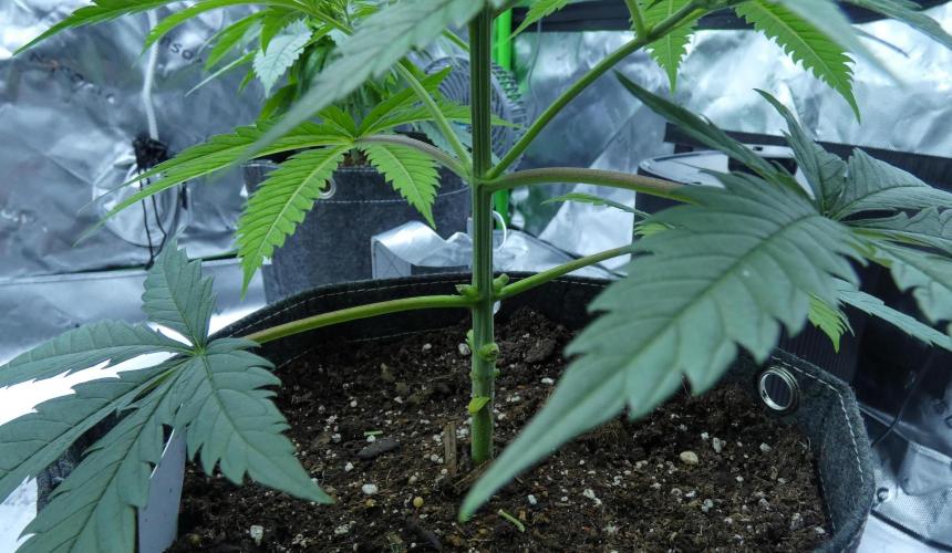 Wyrm Whiskers F1 Test. Week 5