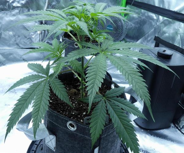 Wyrm Whiskers F1 Test. Week 5