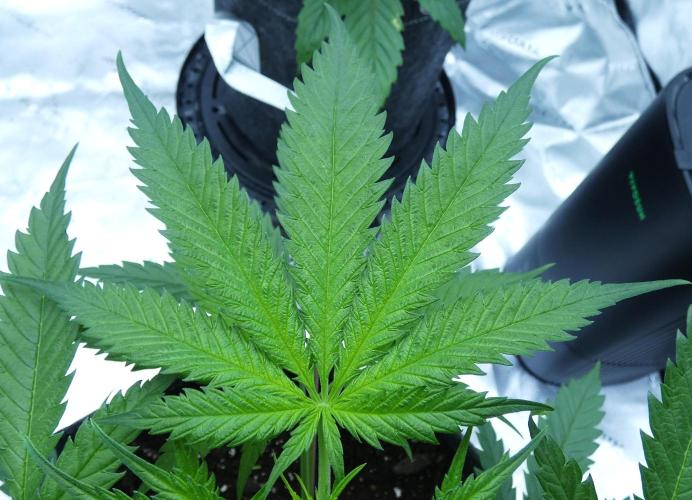 Wyrm Whiskers F1 Test. Week 5