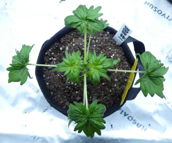 Blueberry Bastard F4 - 7 East Genetics. Week 3