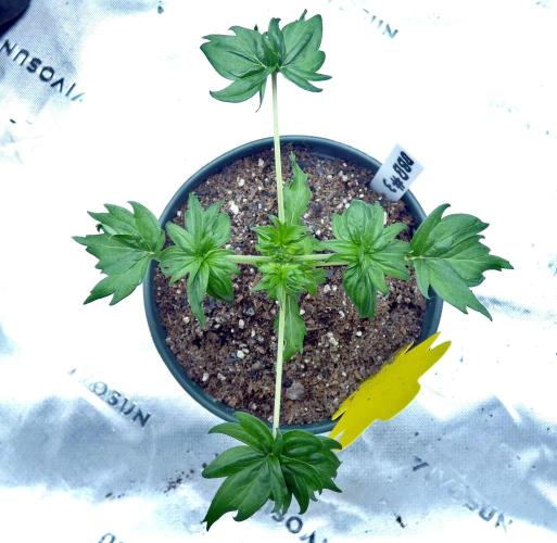 Blueberry Bastard F4 - 7 East Genetics. Week 3