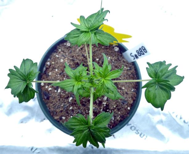 Blueberry Bastard F4 - 7 East Genetics. Week 3