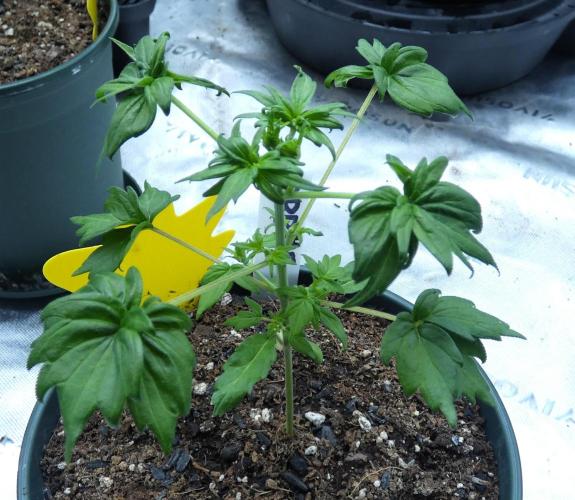 Blueberry Bastard F4 - 7 East Genetics. Week 3