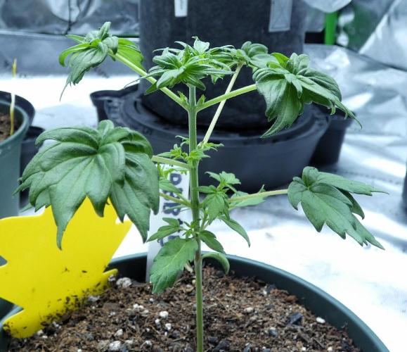 Blueberry Bastard F4 - 7 East Genetics. Week 3