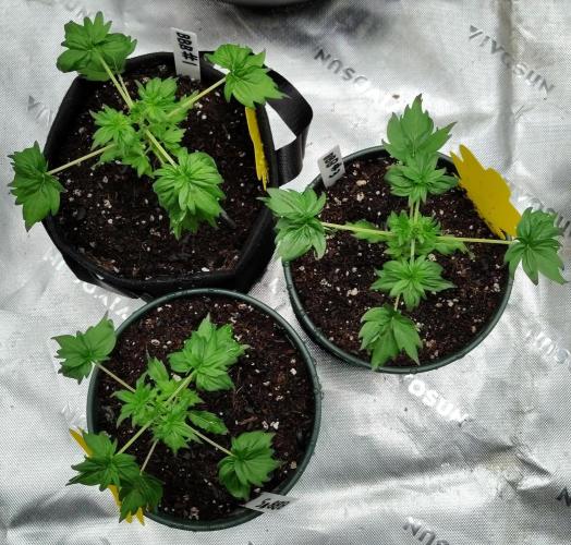 Blueberry Bastard F4 - 7 East Genetics. Week 3 - Cell phone pic, color not accurate