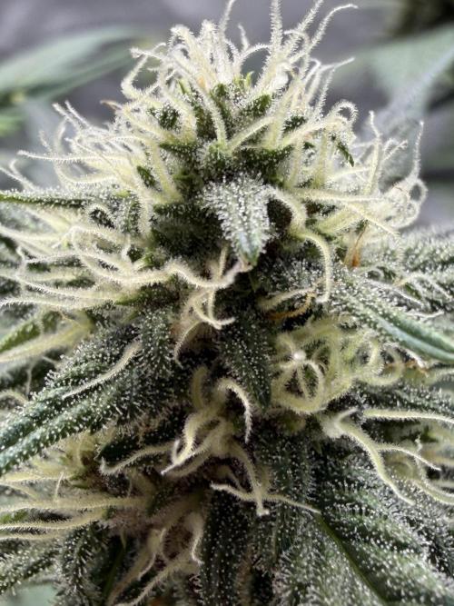 Auto Grow. Week 8 - BPP