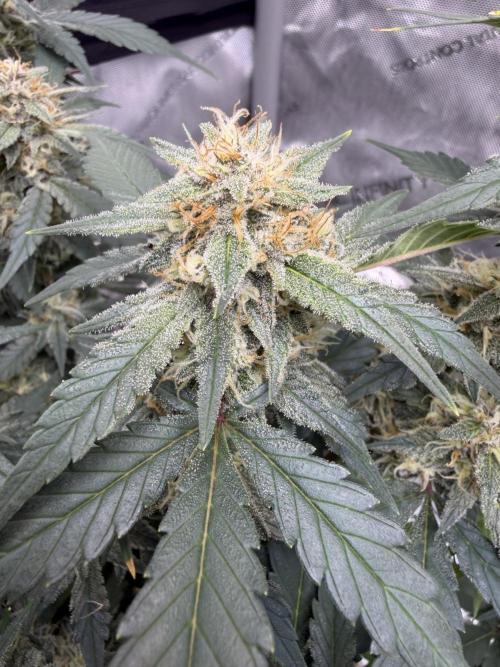 Auto Grow. Week 10 - Papaya Cookies