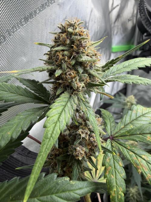 Auto Grow. Week 10 - BPP