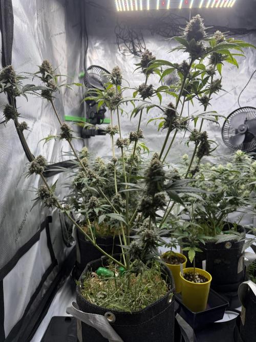 Auto Grow. Week 10 - BPP