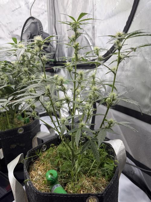 Auto Grow. Week 10 - Double Grape