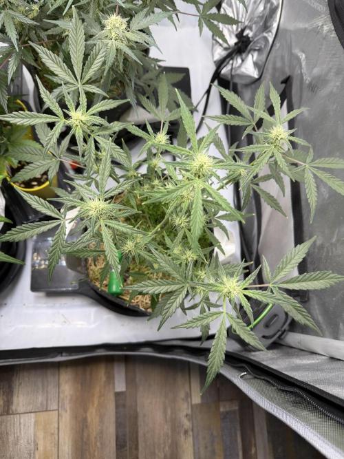 Auto Grow. Week 10 - Double Grape