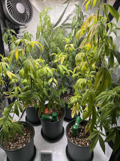 Nanaz. Week 3 - Ready for transplant. These are currently in my 2x3 prop tent where moms live. 