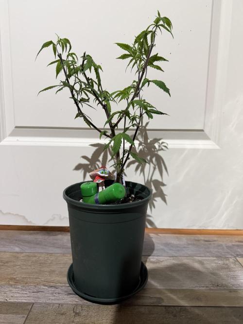 Nanaz. Week 3 - Selected mom. 12/9/25. 