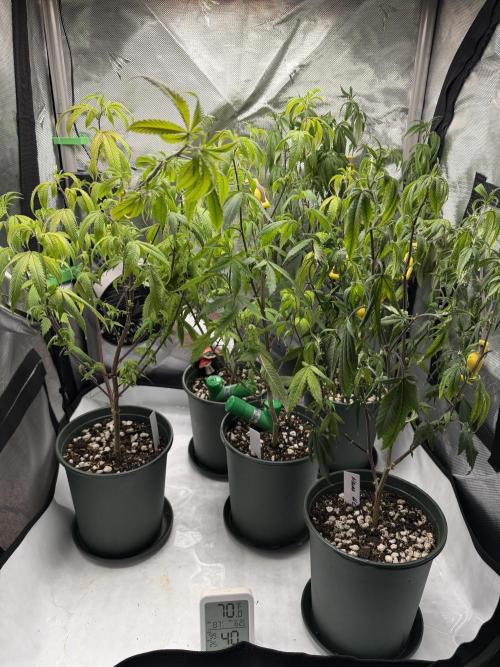 Nanaz. Week 3 - Added some bud trainers to keep them further from the light. 