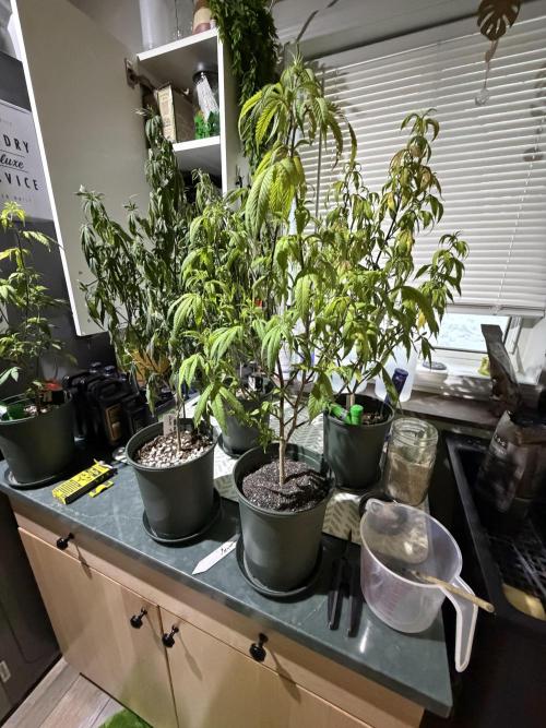 Nanaz. Week 3 - Gave them 1 cup of worm castings with 2 tbsp of Craft Blend. 