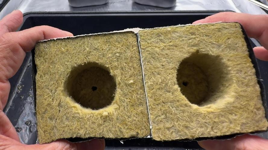 PURPLE PUNCH + 5 GENETICS WITH ATAMI. Week 1