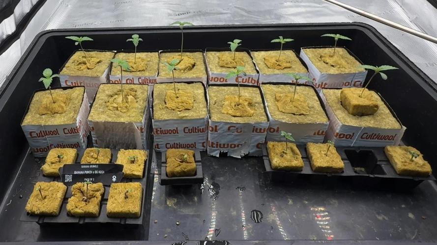 PURPLE PUNCH + 5 GENETICS WITH ATAMI. Week 1